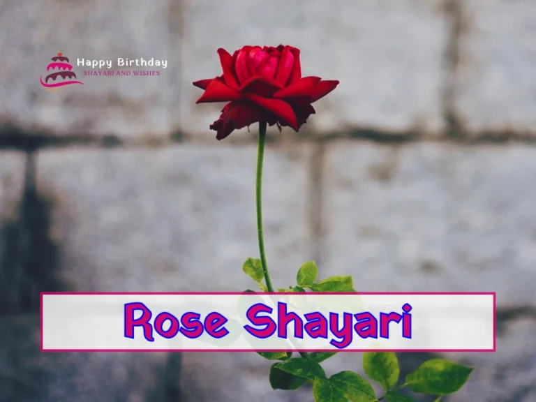 rose shayari in english